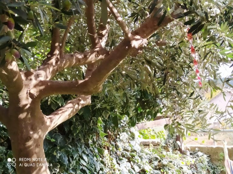 צימרים בצפון, צימרים לזוגות בגליל עליון, צימרים זולים במירון