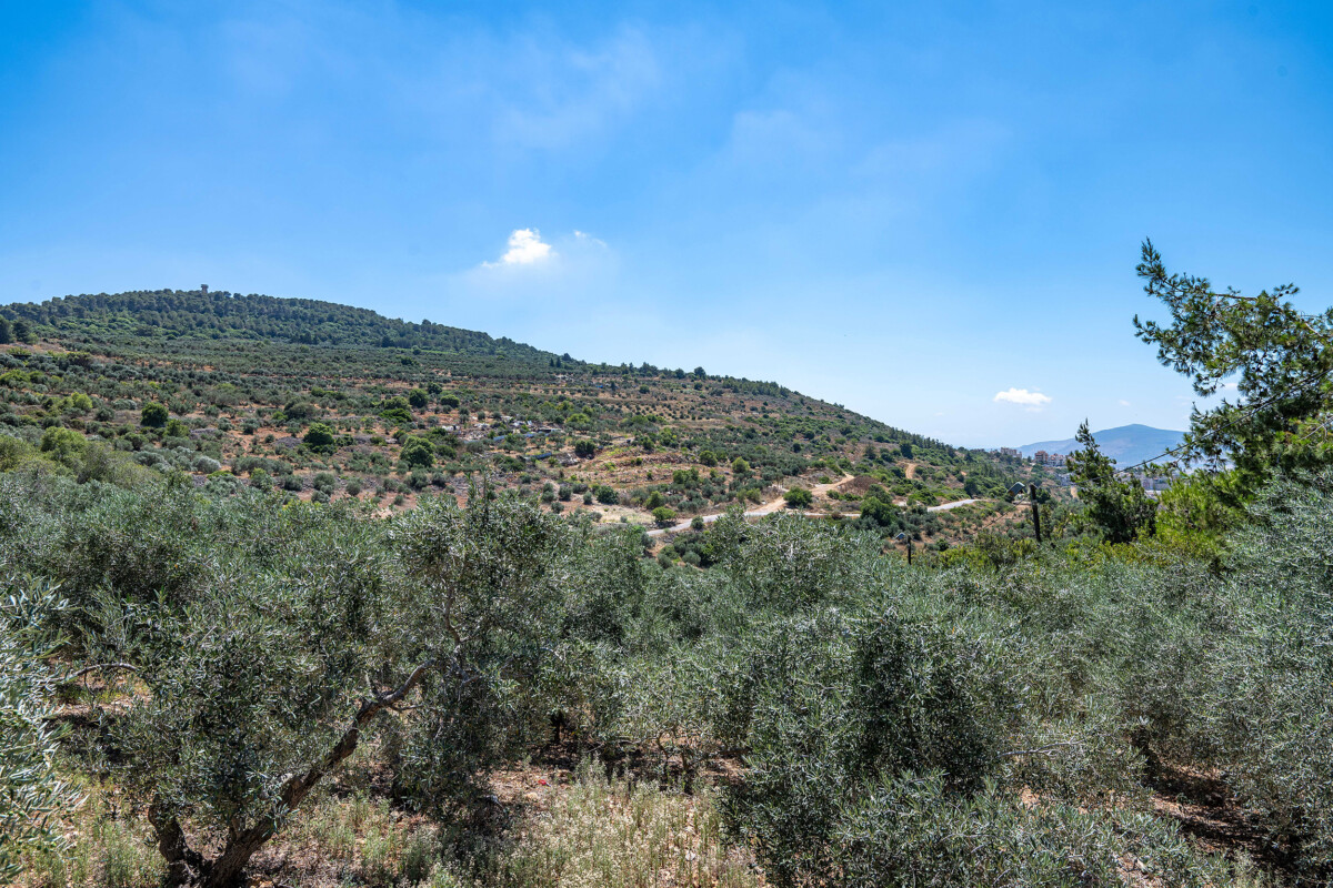 נוף וצלילים מתחם ארץ הגליל – צימרים לדתיים ולחרדים במצפה נטופה, טלחופש