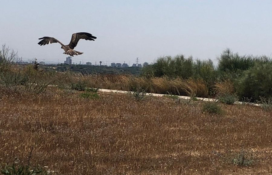 חיילת איתרה עוף דורס פצוע ובמבצע משולב הושב אל הטבע טלחופש